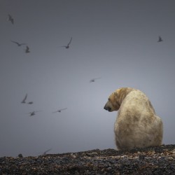 SOLITUDE OF THE ARCTIC KING
