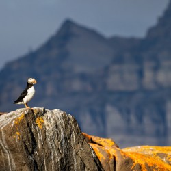LAND OF THE PUFFIN