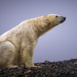 THE TASTE OF COLD AIR