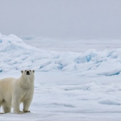 EMPRESS OF THE ARCTIC 5