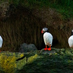 DOES ANYBODY SEE A FISH