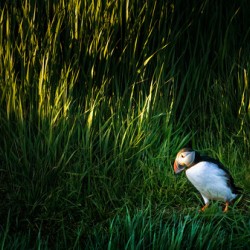 PUFFIN ON A STROLL