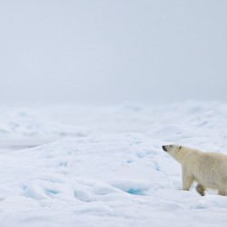 EMPRESS OF THE ARCTIC 8