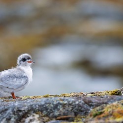 ADOLESCENCE IS AWKWARD