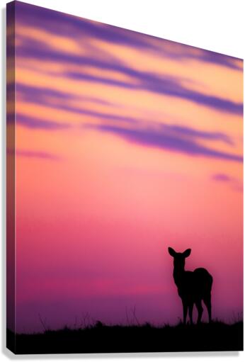 Morning glory Canvas Print