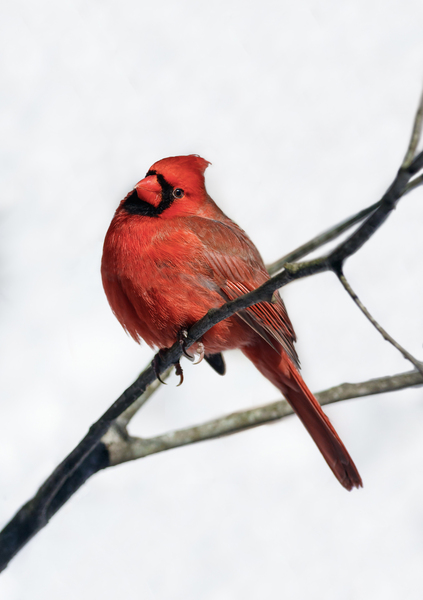 Cardinal Looks Your Way by Kenneth Keifer