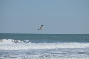 Seagull flying over waves