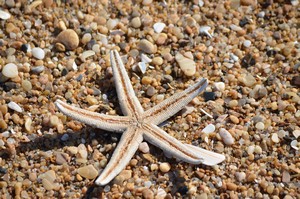 Starfish on the Beach