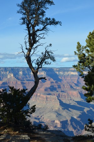 Grand Canyon tree