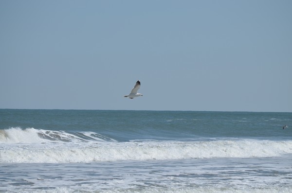 Seagull flying over waves Print
