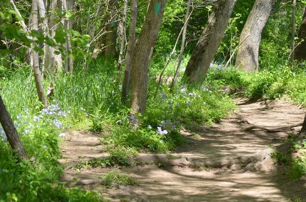 Path in the woods by BK