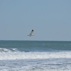 Seagull flying over waves