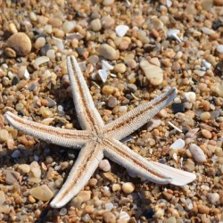 Starfish on the Beach