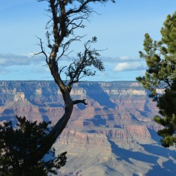 Grand Canyon tree