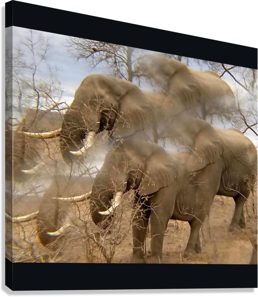 TITLE: IVORY  Canvas Print