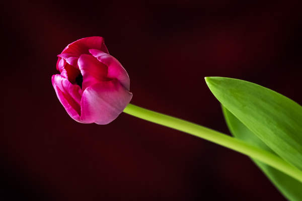 Tulip by Anna Sowinska