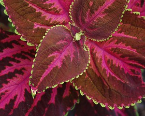 Coleus
