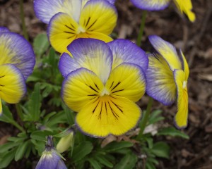 Pansy