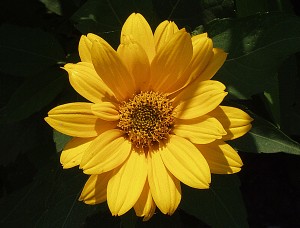 Yellow Zinnia