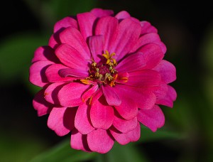 Zinnia