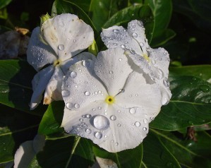 Vinca