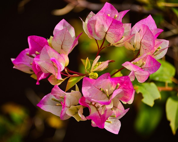 Bougainvillea Print