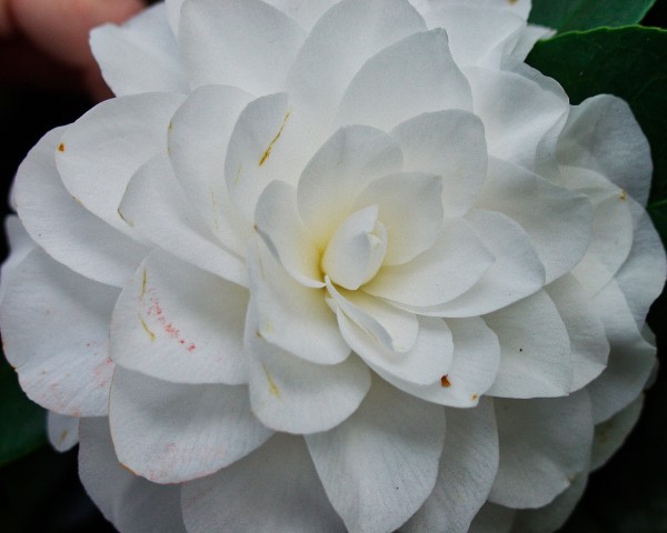 Camelia  Print