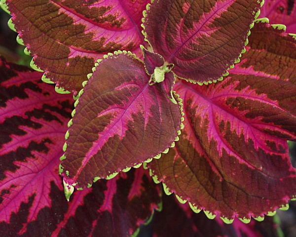 Coleus Print
