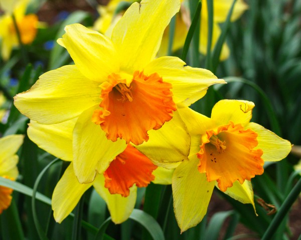 Daffodils  Print