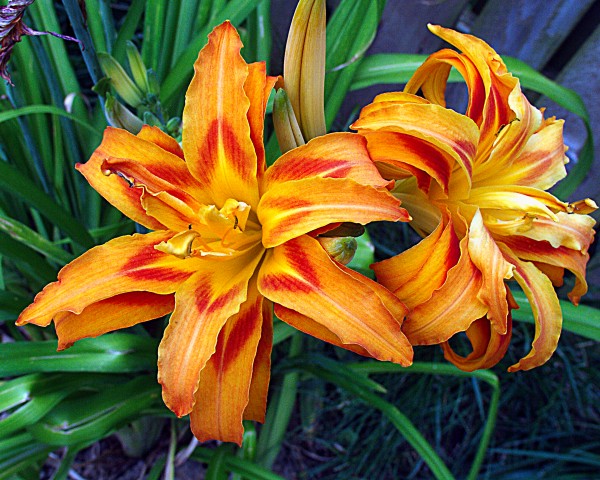Day Lilies Print