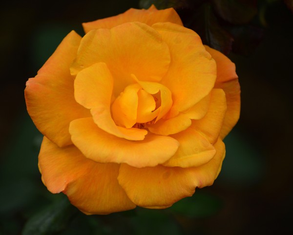 Orange Rose Print