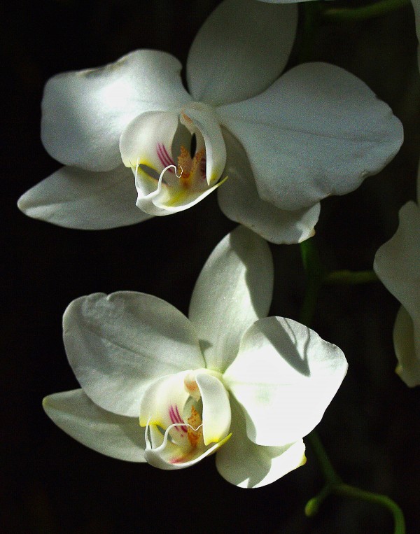 Orchids Print