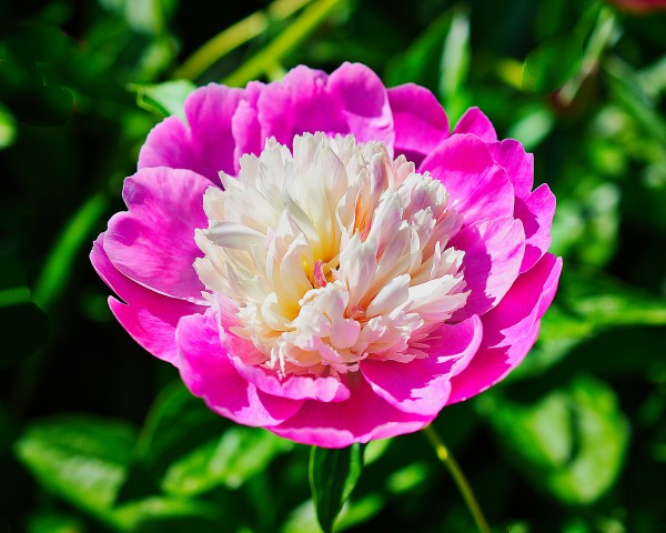 Peony Print