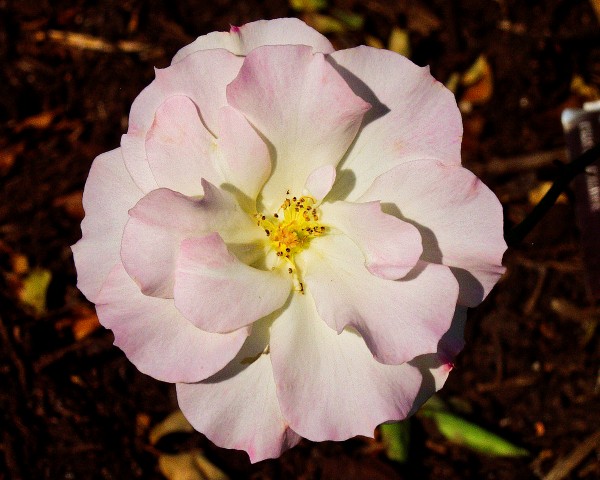 Pink Rose 2 Print