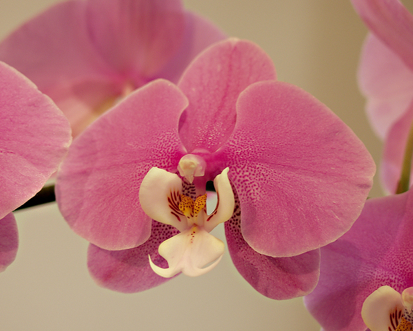 PinkOrchid Print