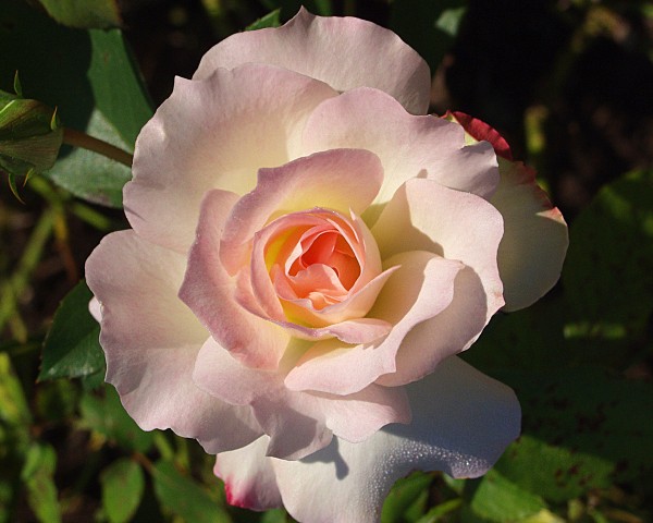 Pink Rose  Print