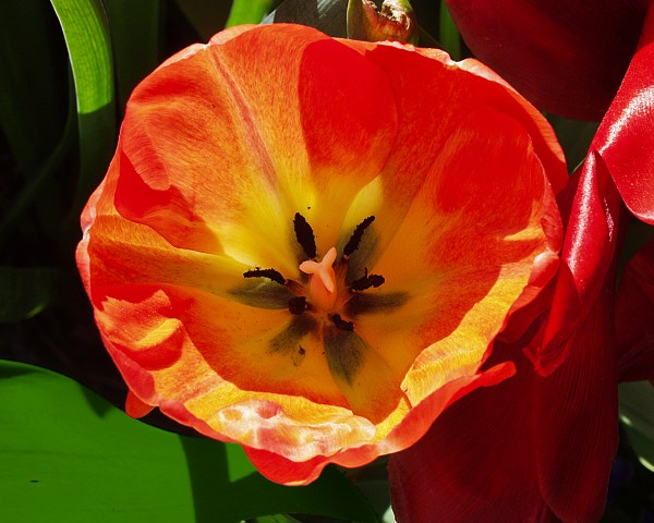 Poppy  Print