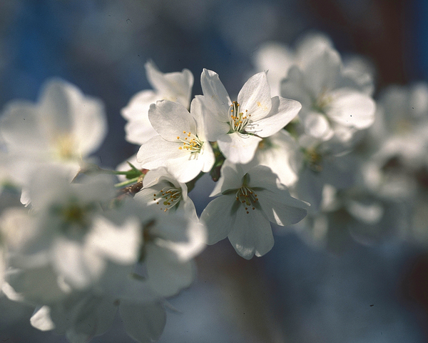 TreeInBloom Print