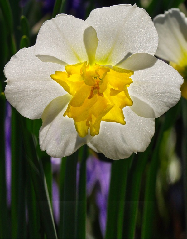 White Daffodil Print