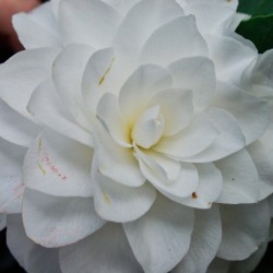 Camelia