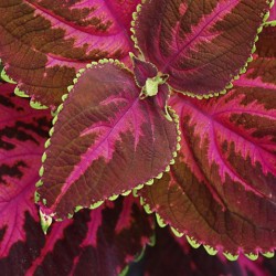 Coleus