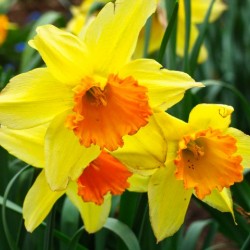 Daffodils