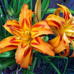 Day Lilies