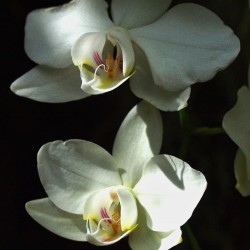 Orchids