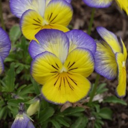 Pansy