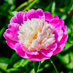 Peony