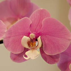 PinkOrchid
