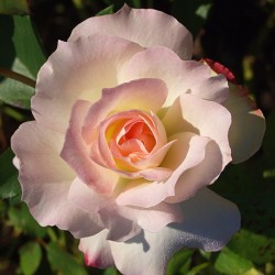 Pink Rose