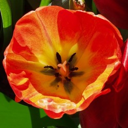Poppy