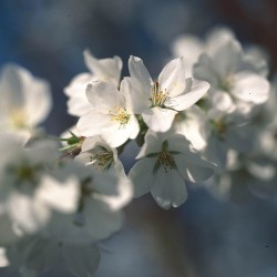 TreeInBloom